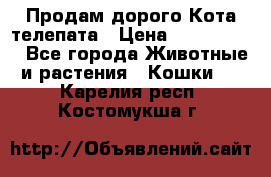  Продам дорого Кота-телепата › Цена ­ 4 500 000 - Все города Животные и растения » Кошки   . Карелия респ.,Костомукша г.